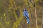 Blue jay Art Print